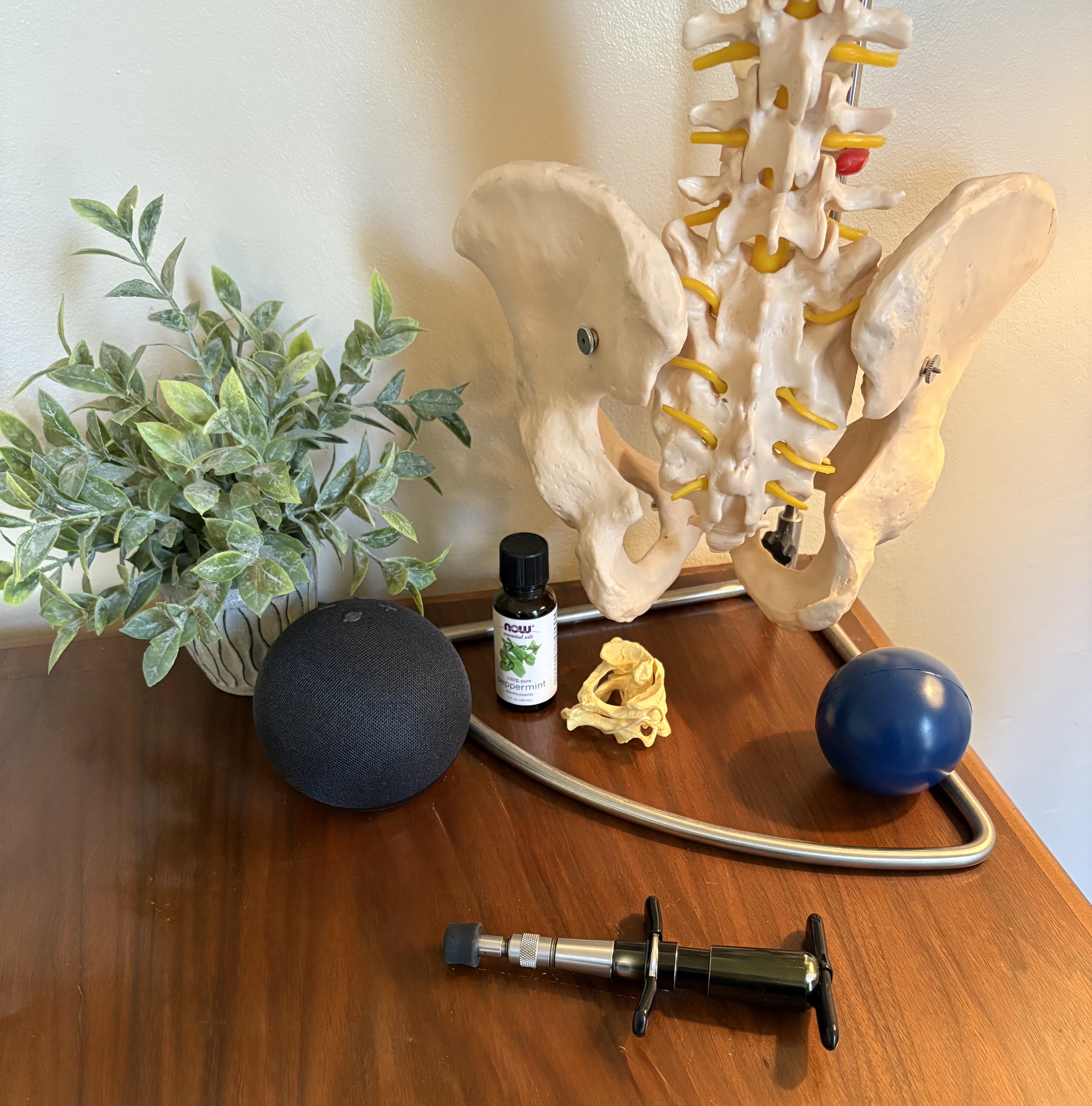 Anatomy model of the human spine in the treatment room