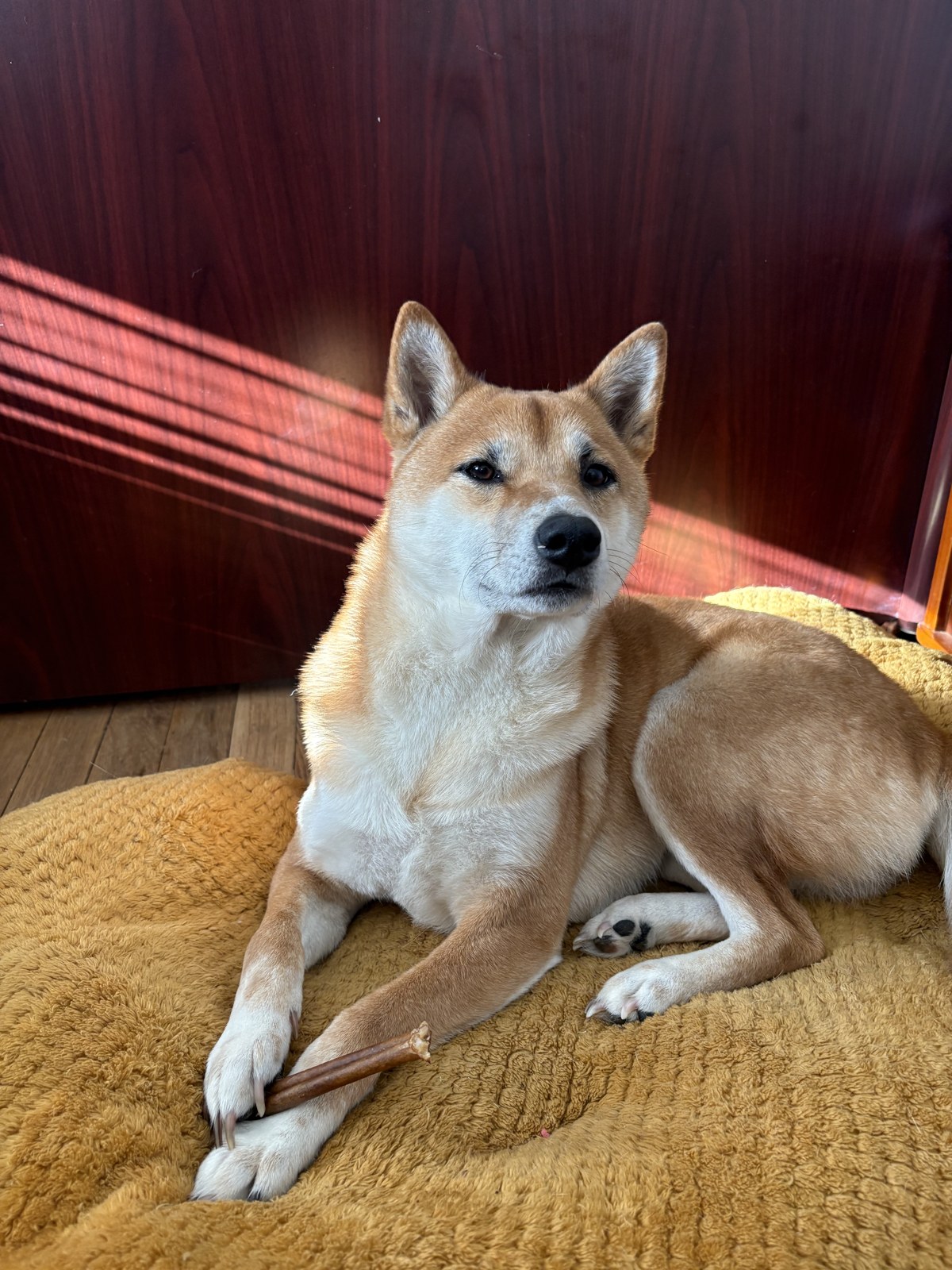 Sheba, a Shiba Inu, resting in the office at Restoration Chiropractic & Wellness